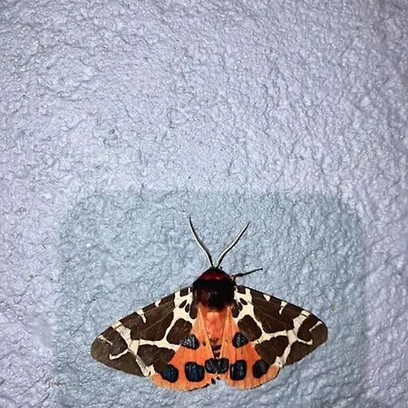 Z Jaskolka Pietro- Duzy 90 M2 Taras Smołdzino