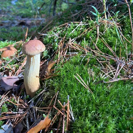 Appartamento Z Jaskolka Pietro- Duzy 90 M2 Taras Smołdzino