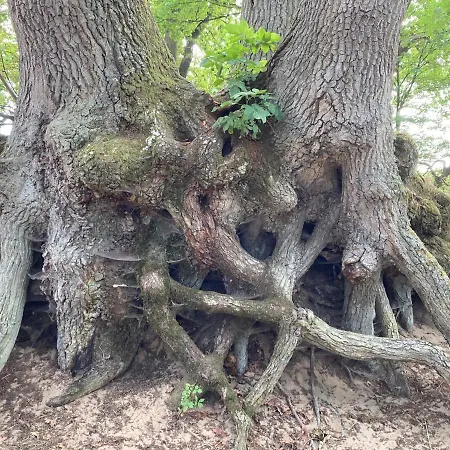 Z Jaskolka Pietro- Duzy 90 M2 Taras Smołdzino