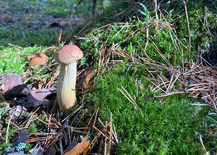 Apartamento Z Jaskółką Piętro- Duży 90 M2 Taras Smołdzino