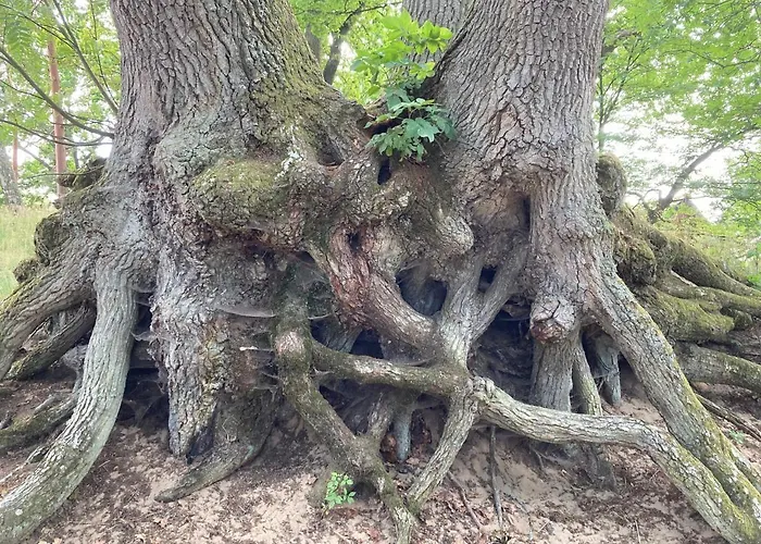 Z Jaskółką Piętro- Duży 90 M2 Taras Smołdzino